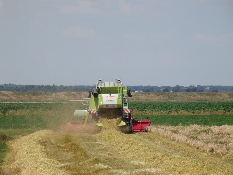 Moissonneuse batteuse LEXION 650